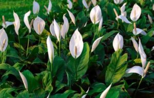 Descubre el Increíble Mundo de las Plantas con Apps