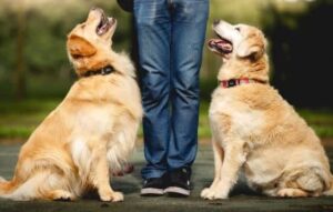 Diversión y Educación Canina con Apps