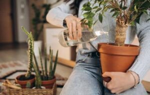 Explora el Mundo de las Plantas con Apps